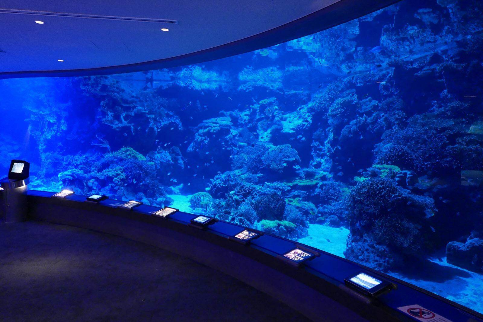 沖縄美ら海水族館: 2025年8月1日〜2025年8月31日開催