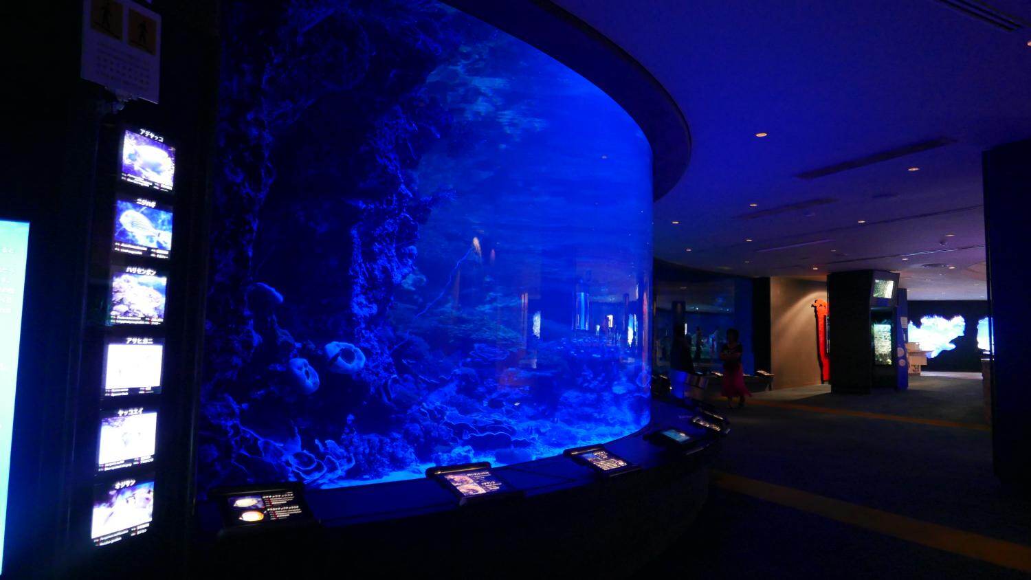 沖縄美ら海水族館の夏イベント「美ら海ナイトアクアリウム」営業時間を21時まで延長｜写真3