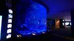 沖縄美ら海水族館の夏イベント「美ら海ナイトアクアリウム」営業時間を21時まで延長｜写真3