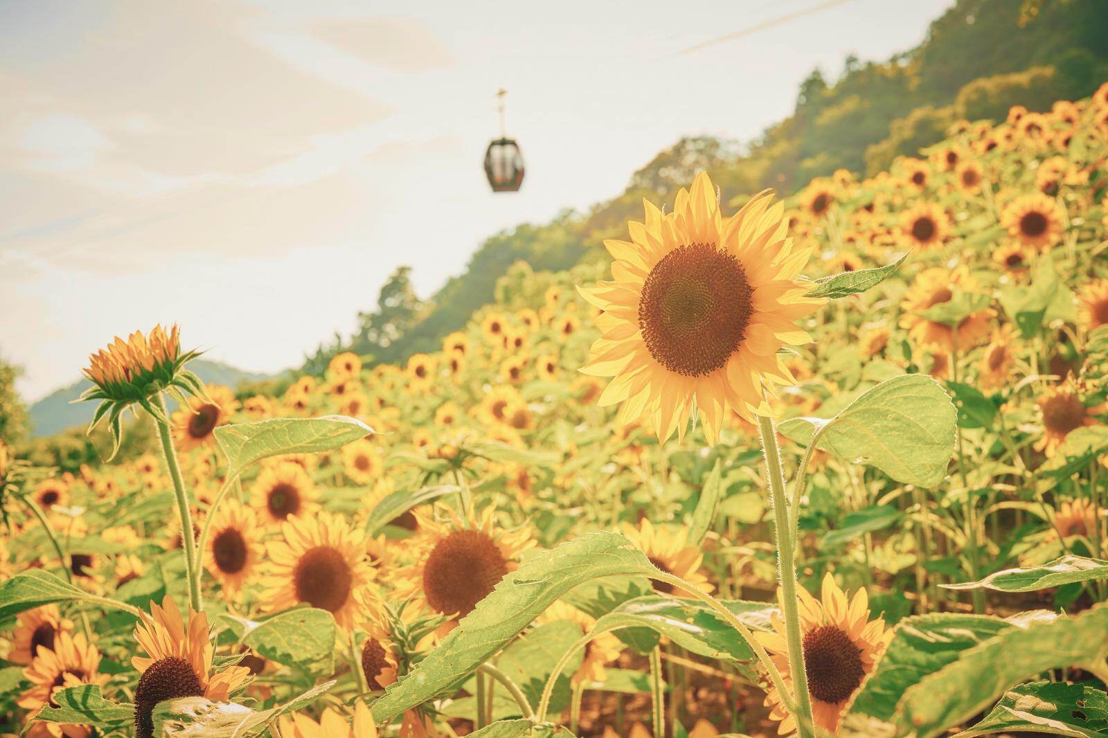 GARDEN FEST 2025 -Summer- きっと忘れない夏