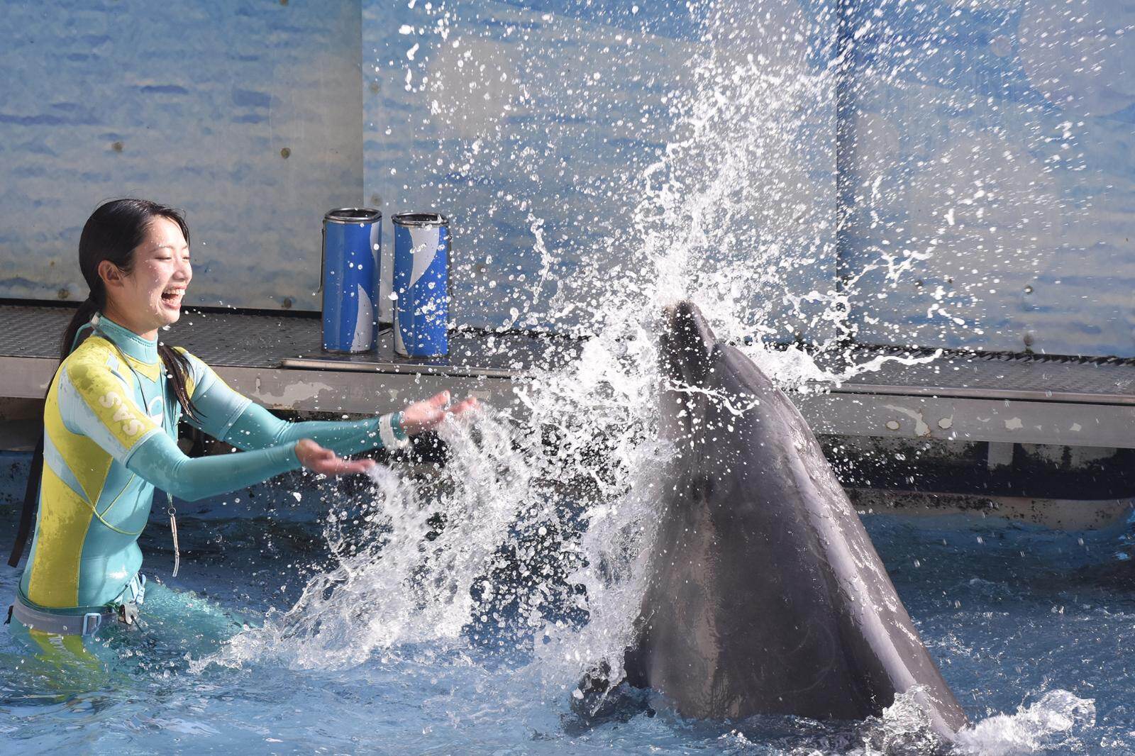 夏季限定イルカショー「Wave～きみの波になりたい～ water, water, water !!」(新江ノ島水族館)