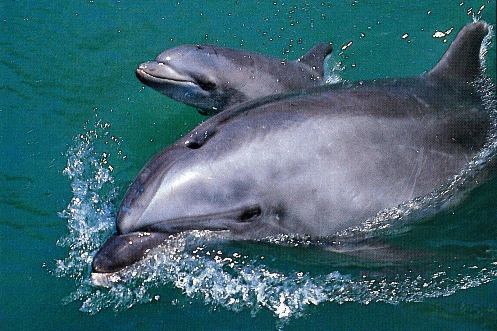 1988年飼育下三世のバンドウイルカ誕生(新江ノ島水族館)