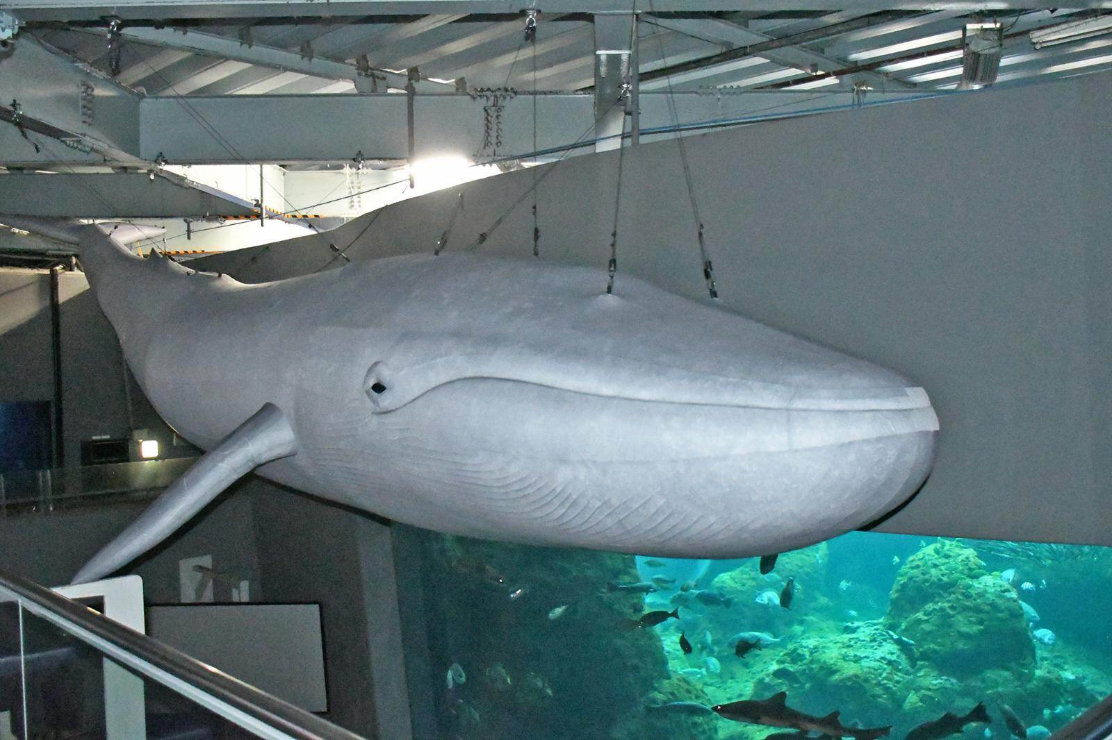 シロナガスクジラの実物大バルーン模型(新江ノ島水族館)
