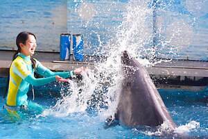 新江ノ島水族館”イルカ＆クジラ”主役の夏イベント、びしょ濡れショーや実寸大バルーン