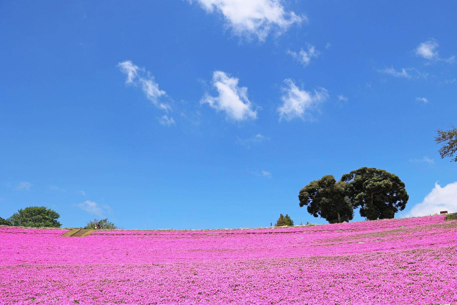 千葉・マザー牧場「桃色吐息」の花畑が見ごろに、一面をピンクに染める約20,000株が開花｜写真4