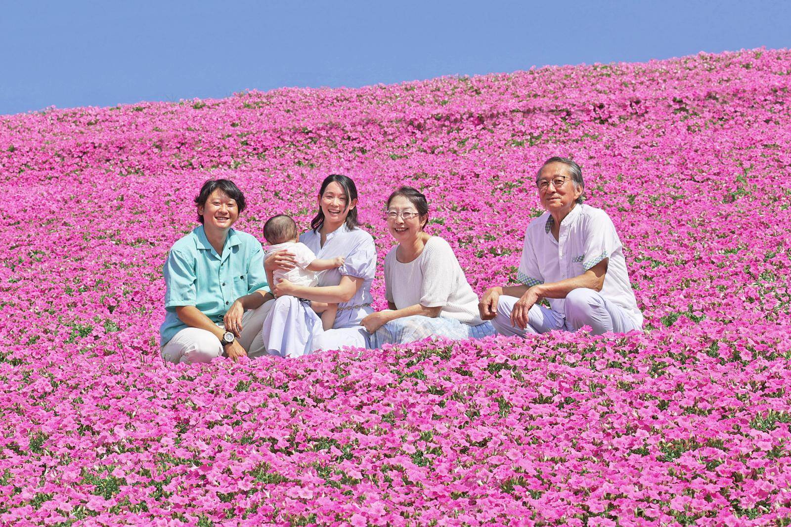 千葉・マザー牧場「桃色吐息」の花畑が見ごろに、一面をピンクに染める約20,000株が開花｜写真5