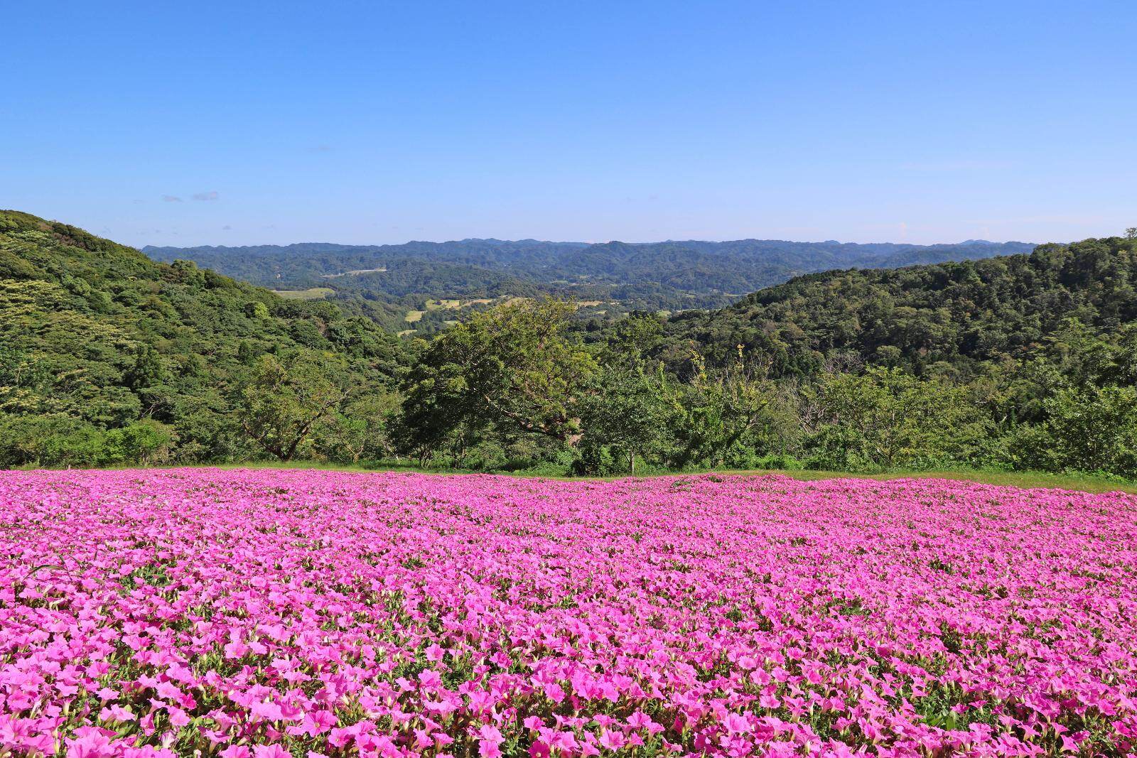 千葉・マザー牧場「桃色吐息」の花畑が見ごろに、一面をピンクに染める約20,000株が開花｜写真7