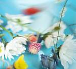 シロ(SHIRO) サマーブーケ｜写真4