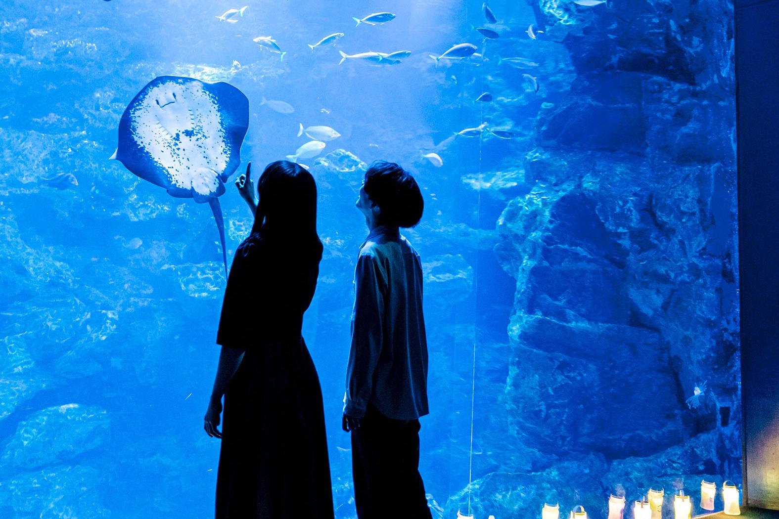 水族館｜京都水族館「夜のすいぞくかん」夜だけの幻想的な照明演出、妖怪で水辺のいきものを知る特別展示も