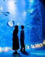 京都水族館「夜のすいぞくかん」夜だけの幻想的な照明演出、妖怪で水辺のいきものを知る特別展示も｜写真1