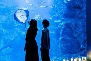 京都水族館「夜のすいぞくかん」夜だけの幻想的な照明演出、妖怪で水辺のいきものを知る特別展示も