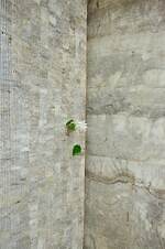 ジル サンダー銀座が“草花に包まれる”インスタレーションイベント、限定ドリンク販売も｜写真25