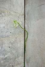 ジル サンダー銀座が“草花に包まれる”インスタレーションイベント、限定ドリンク販売も｜写真24