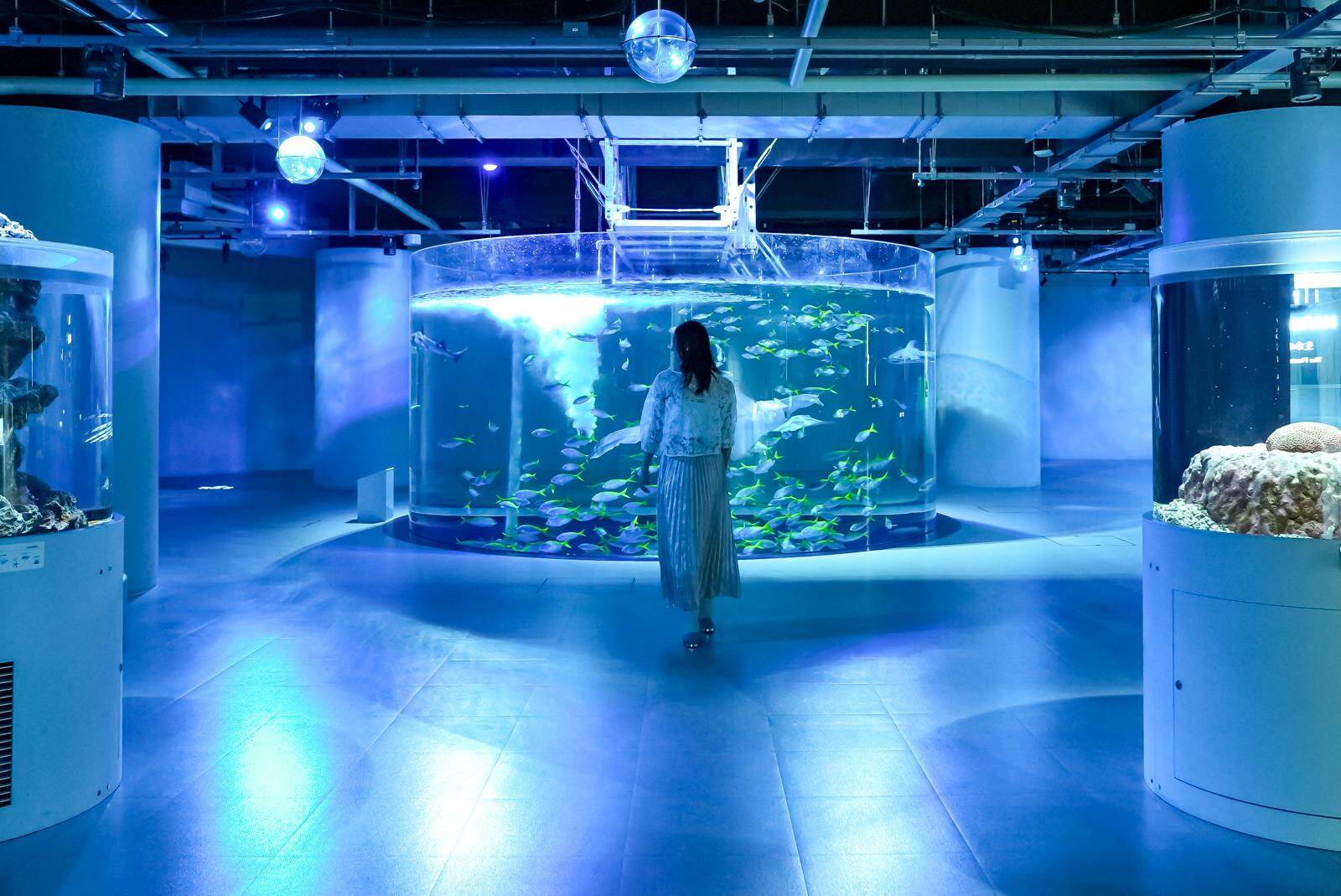 神戸「アトア」アート没入型アクアリウム、フォトジェニックな花火演出や‟カワウソ”スイーツ＆ぬいぐるみ｜写真16