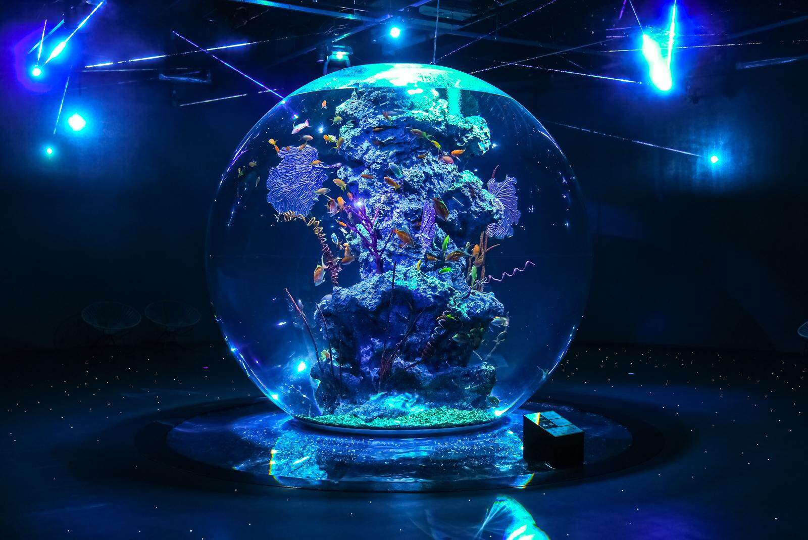神戸「アトア」アート没入型アクアリウム、フォトジェニックな花火演出や‟カワウソ”スイーツ＆ぬいぐるみ｜写真4