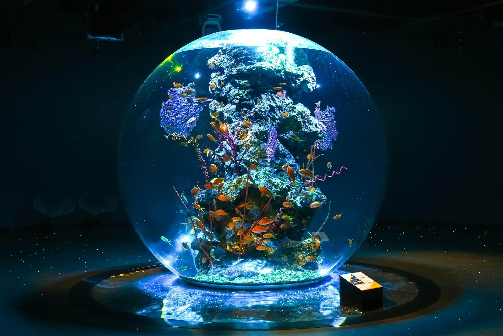 神戸「アトア」アート没入型アクアリウム、フォトジェニックな花火演出や‟カワウソ”スイーツ＆ぬいぐるみ｜写真1