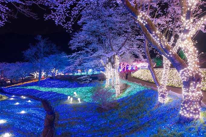 神奈川「さがみ湖イルミリオン」で夜桜イルミネーション開催 - 約2,000本の桜と光の競演｜写真2