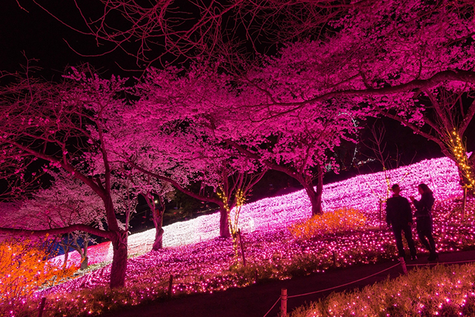 神奈川「さがみ湖イルミリオン」で夜桜イルミネーション開催 - 約2,000本の桜と光の競演｜写真4