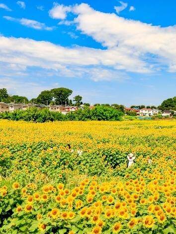 「清瀬ひまわりフェスティバル 2025」東京・清瀬市で - 都内最大級、大輪のひまわり約10万本｜写真2