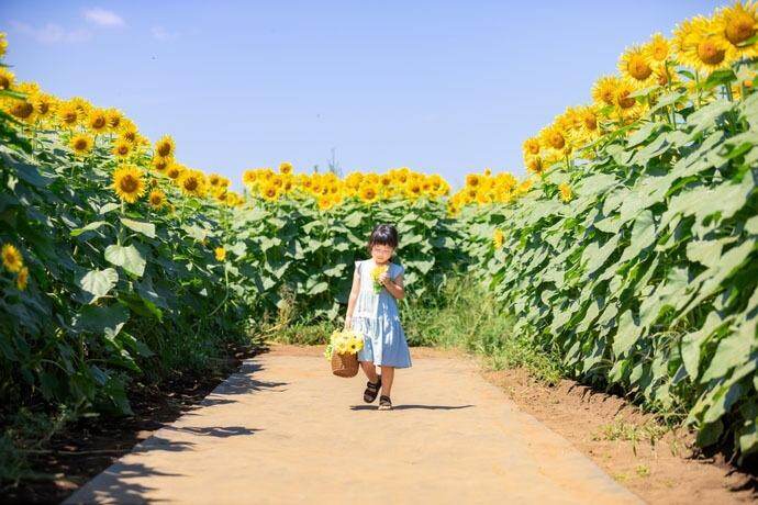 野外イベント｜「清瀬ひまわりフェスティバル 2025」東京・清瀬市で - 都内最大級、大輪のひまわり約10万本
