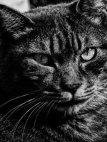 森山大道 A3ポスター 黒猫 森山大道 A3ポスター 黒猫