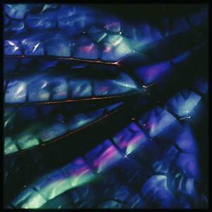 Daichi Yamamoto Tombo|写真4