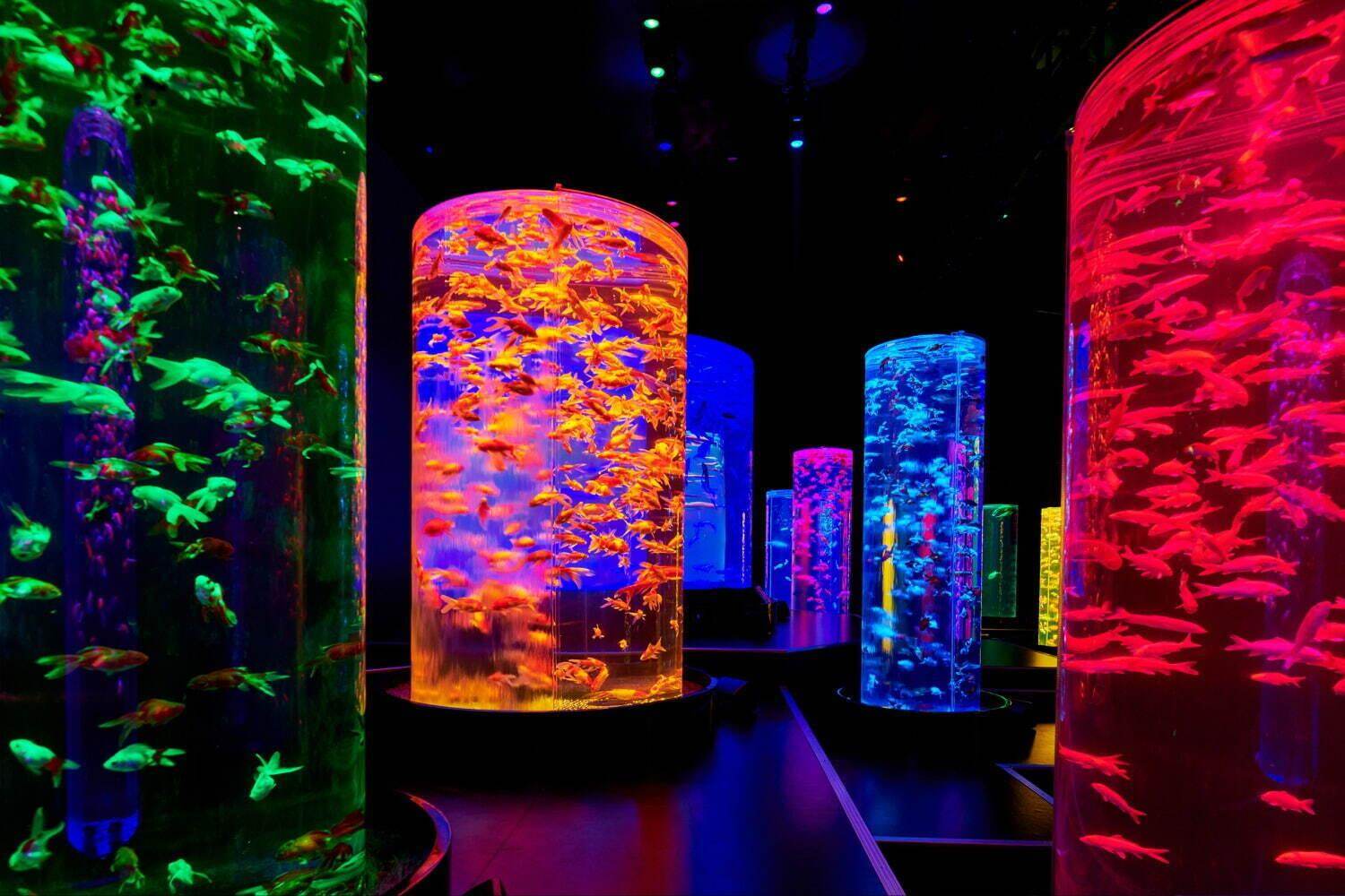 “金魚の羊羹”が浮かぶかき氷＆金魚アート鑑賞のセットプラン、アートアクアリウム美術館 GINZAで｜写真4
