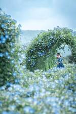 広島・世羅「フラワーヴィレッジ 花夢の里」約18万輪の西洋アサガオが咲く「ヘブンリーブルーの丘」開催｜写真2