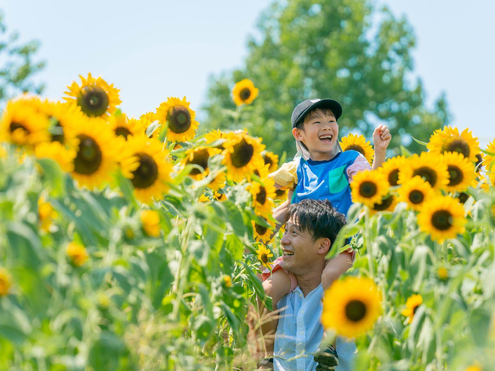 大阪「堺・緑のミュージアム ハーベストの丘」ひまわり7万本が開花、広大な敷地が鮮やかな黄色に染まる｜写真1