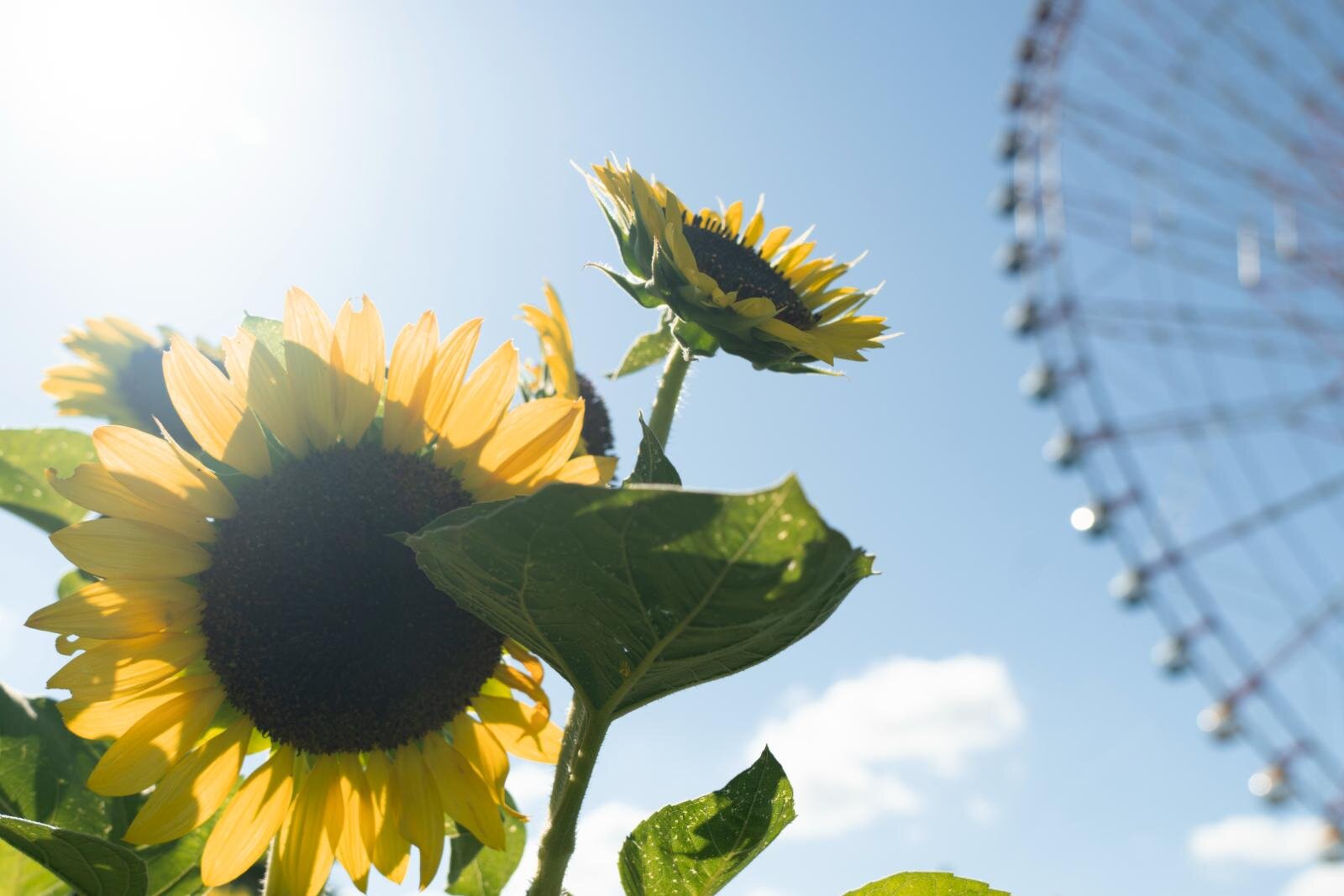 野外イベント｜葛西臨海公園「花と光のムーブメント」約4万本のひまわりライトアップ、宮島達男が手がける光のアート