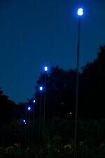 葛西臨海公園「花と光のムーブメント」約4万本のひまわりライトアップ、宮島達男が手がける光のアート｜写真6