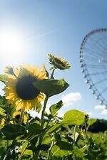 葛西臨海公園「花と光のムーブメント」約4万本のひまわりライトアップ、宮島達男が手がける光のアート｜写真2