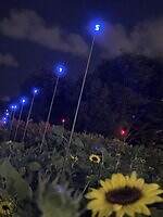 葛西臨海公園「花と光のムーブメント」約4万本のひまわりライトアップ、宮島達男が手がける光のアート｜写真4