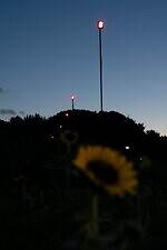 葛西臨海公園「花と光のムーブメント」約4万本のひまわりライトアップ、宮島達男が手がける光のアート｜写真5