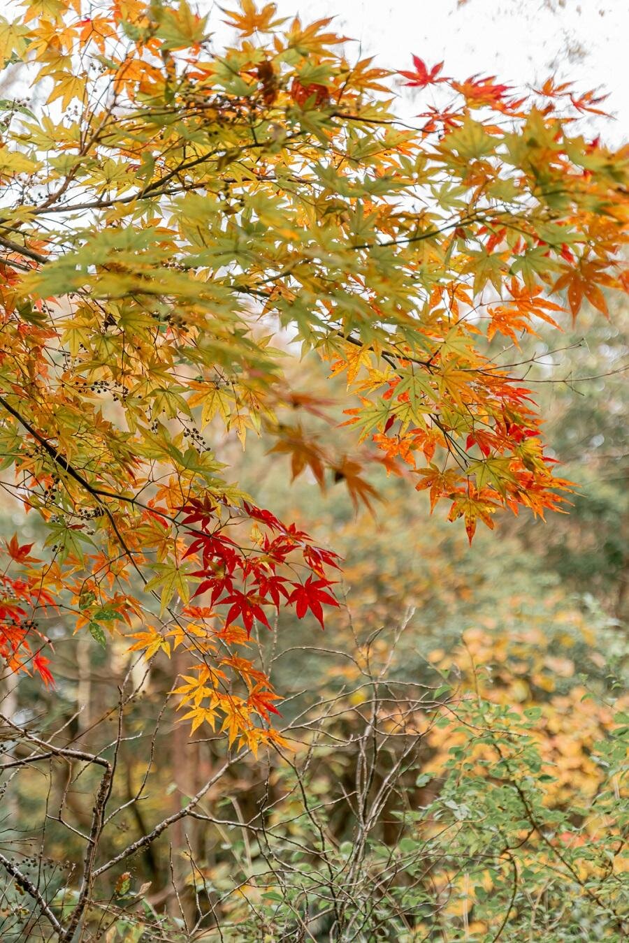 モミジ(11月上旬〜11月下旬)