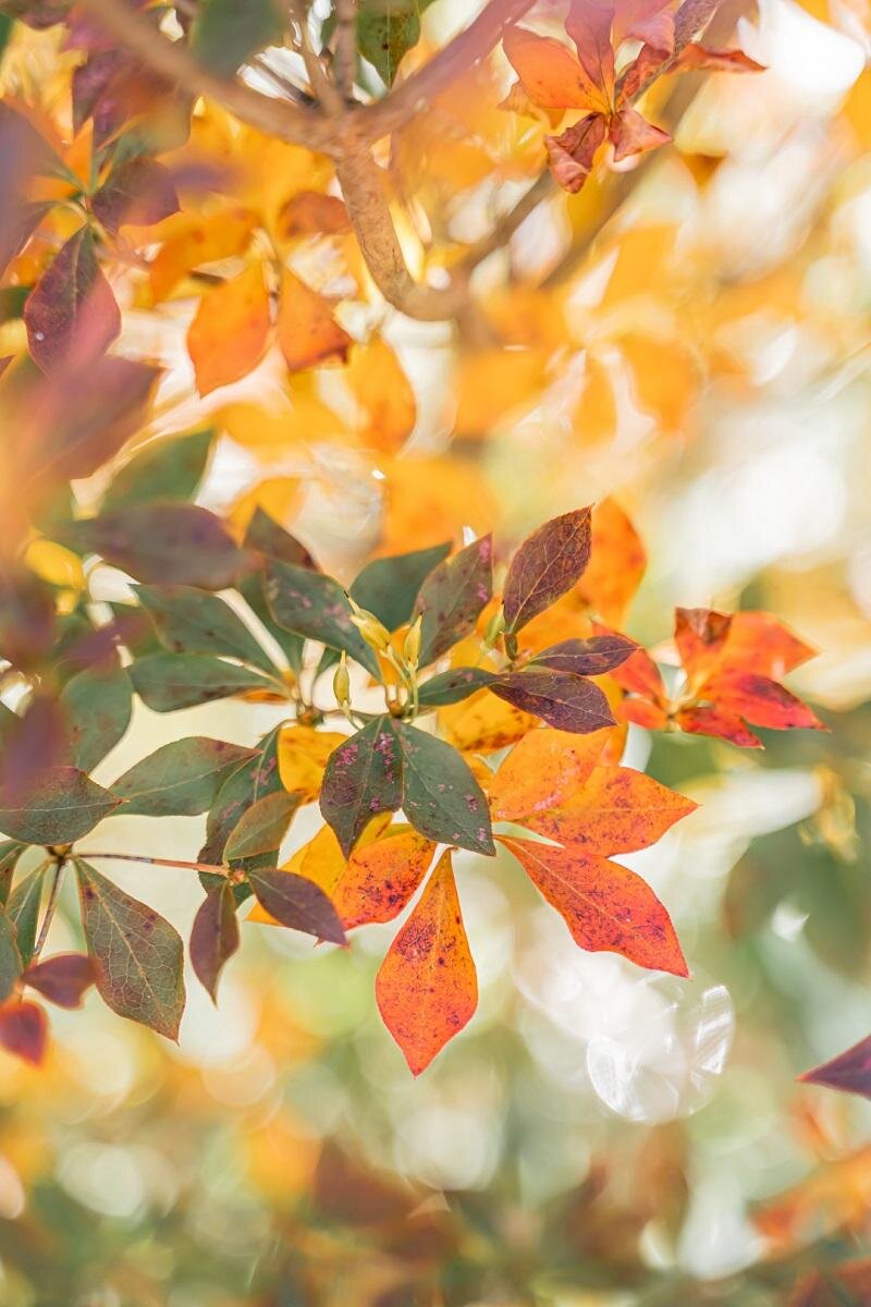 神戸・ROKKO森の音ミュージアム、紅葉と秋の花々をひと足早く楽しむ秋イベント｜写真11