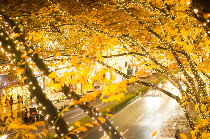表参道ケヤキ並木にイルミネーション - 2014年度もクリスマスに向け点灯 | 写真