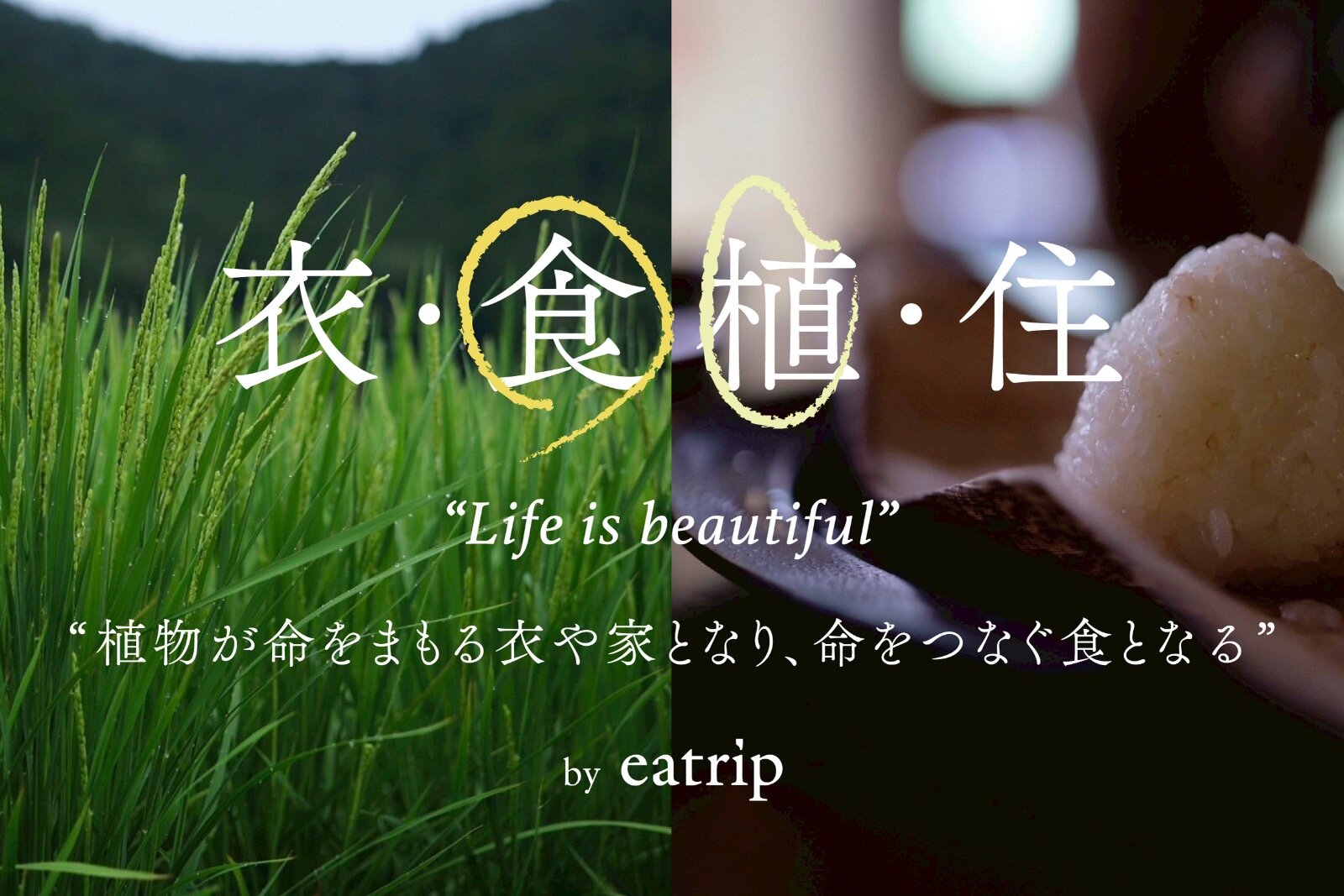 現代美術(現代アート)｜“植物と食”をひもとく展覧会が表参道・GYREで、“稲”にまつわる現代アート＆陶芸を展示