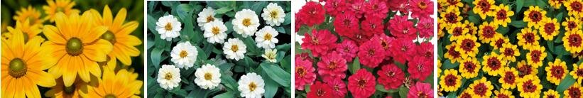 山梨・富士本栖湖リゾート「虹の花まつり2025」富士山麓を秋色に染め上げる、約8万株の花々｜写真2