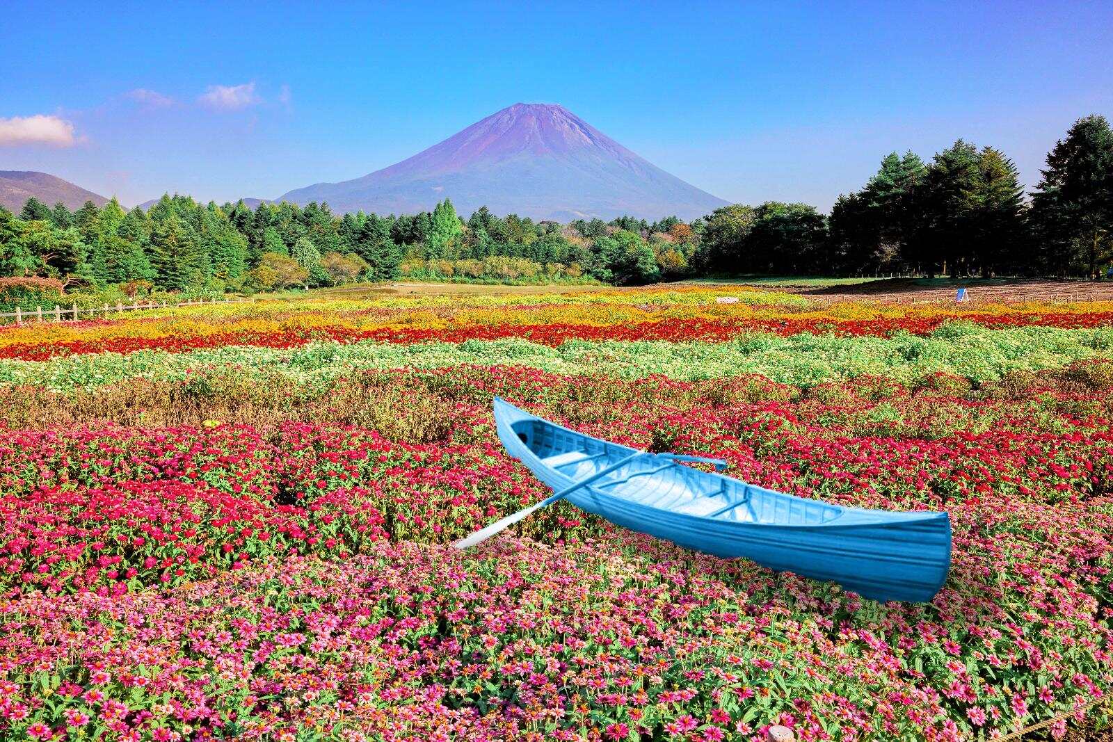 山梨・富士本栖湖リゾート「虹の花まつり2025」富士山麓を秋色に染め上げる、約8万株の花々