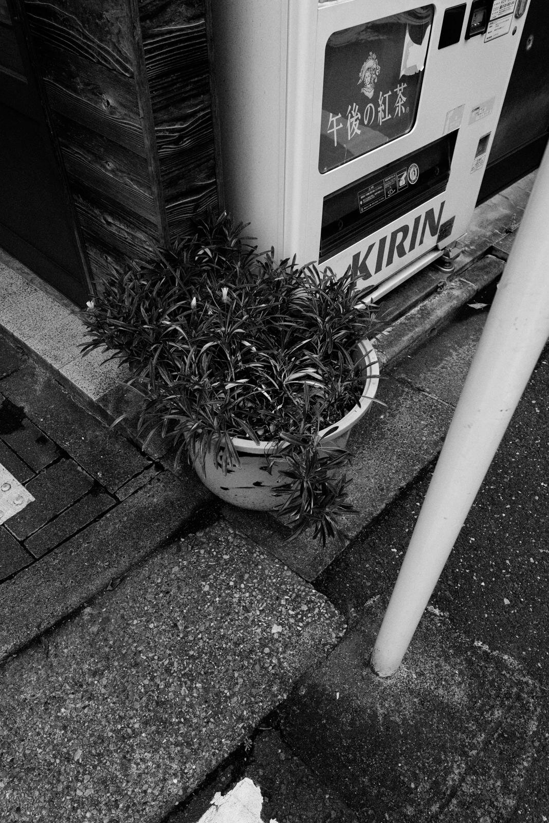 シセ 2026年春夏<span>コレクション</span> - 写真31