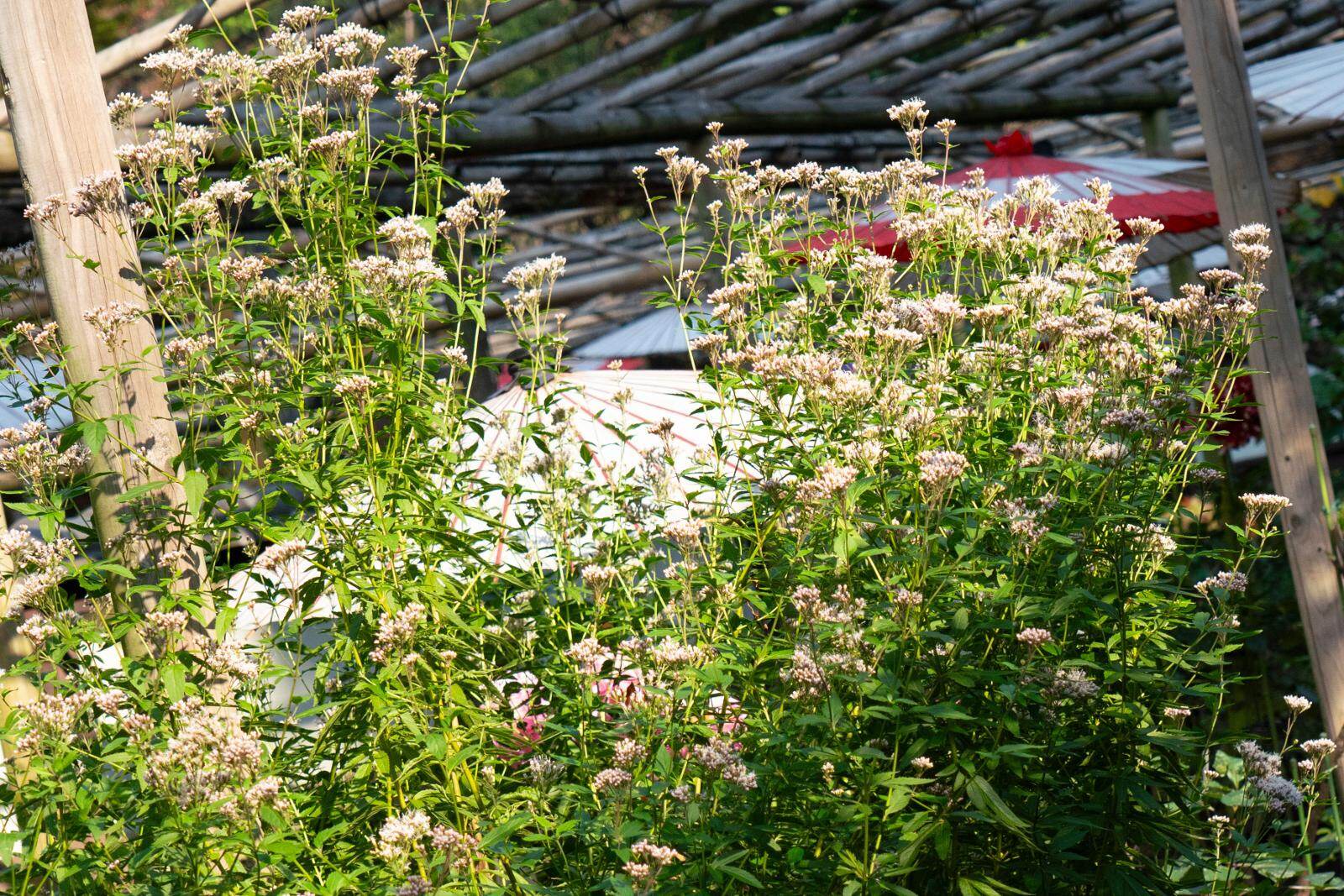 東京・上野東照宮ぼたん苑で「ダリア綾なす秋の園」優雅なダリア100種以上が開花｜写真6