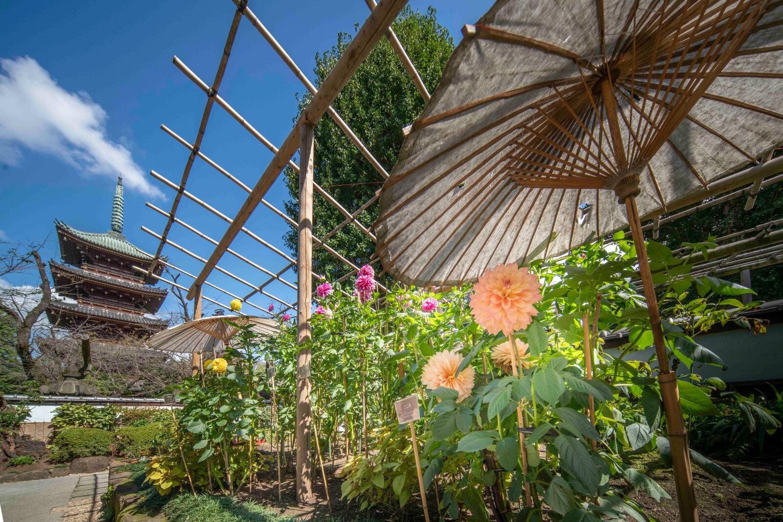 東京・上野東照宮ぼたん苑で「ダリア綾なす秋の園」優雅なダリア100種以上が開花｜写真9
