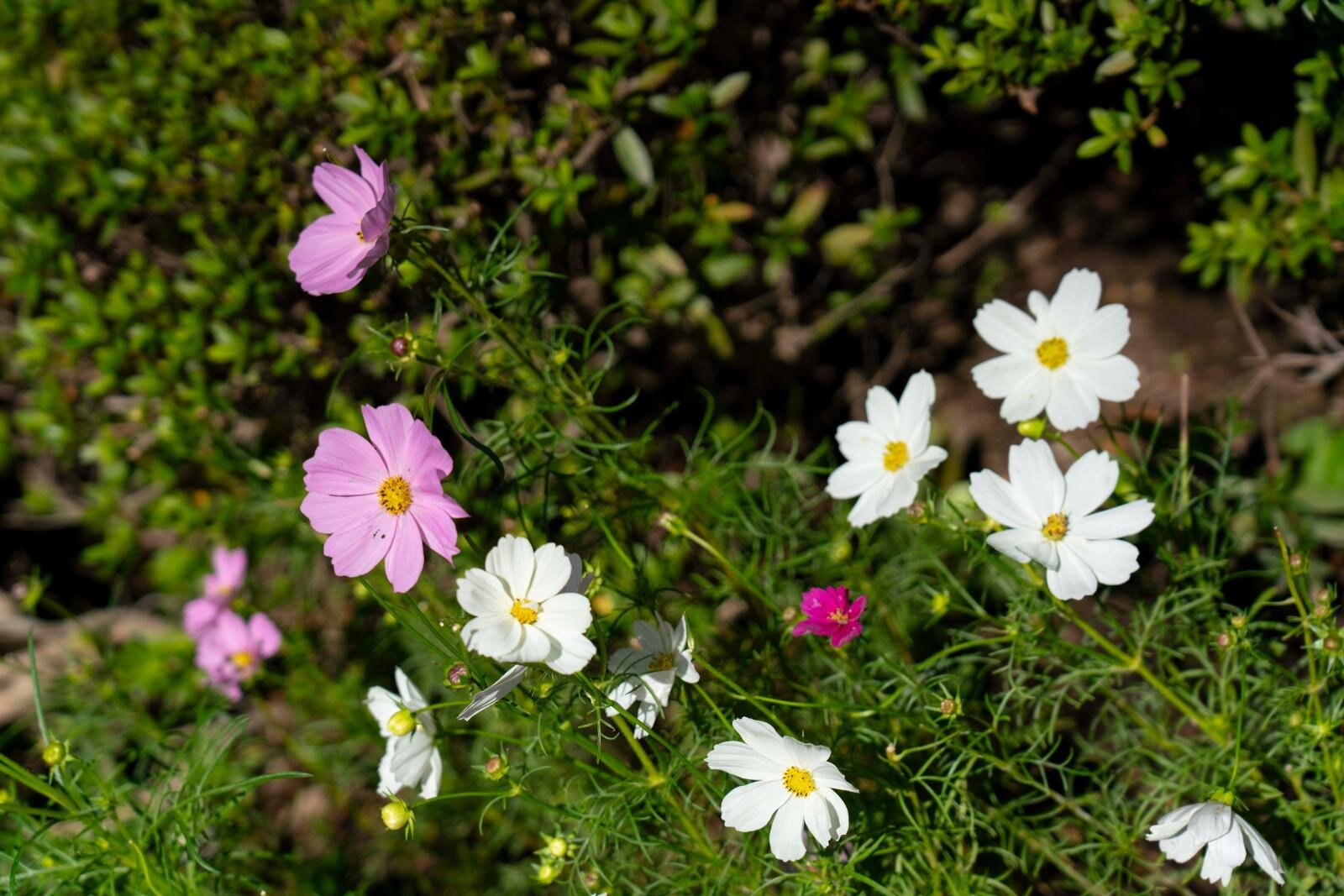 東京・上野東照宮ぼたん苑で「ダリア綾なす秋の園」優雅なダリア100種以上が開花｜写真4