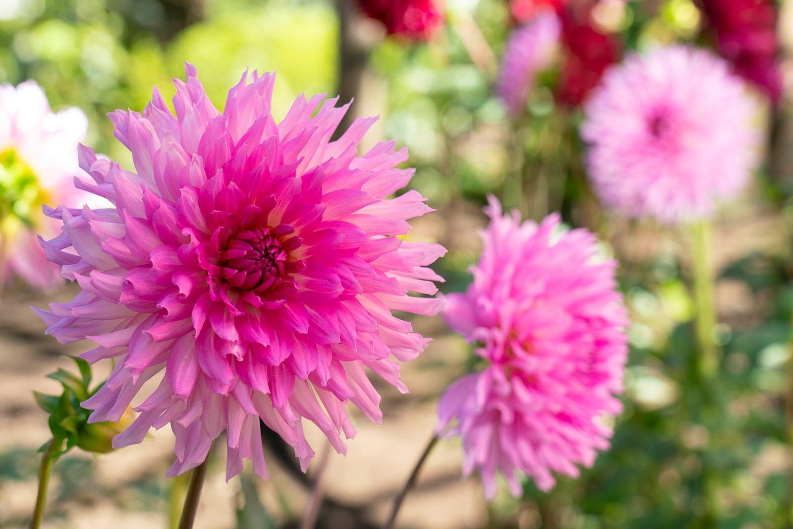 東京・上野東照宮ぼたん苑で「ダリア綾なす秋の園」優雅なダリア100種以上が開花