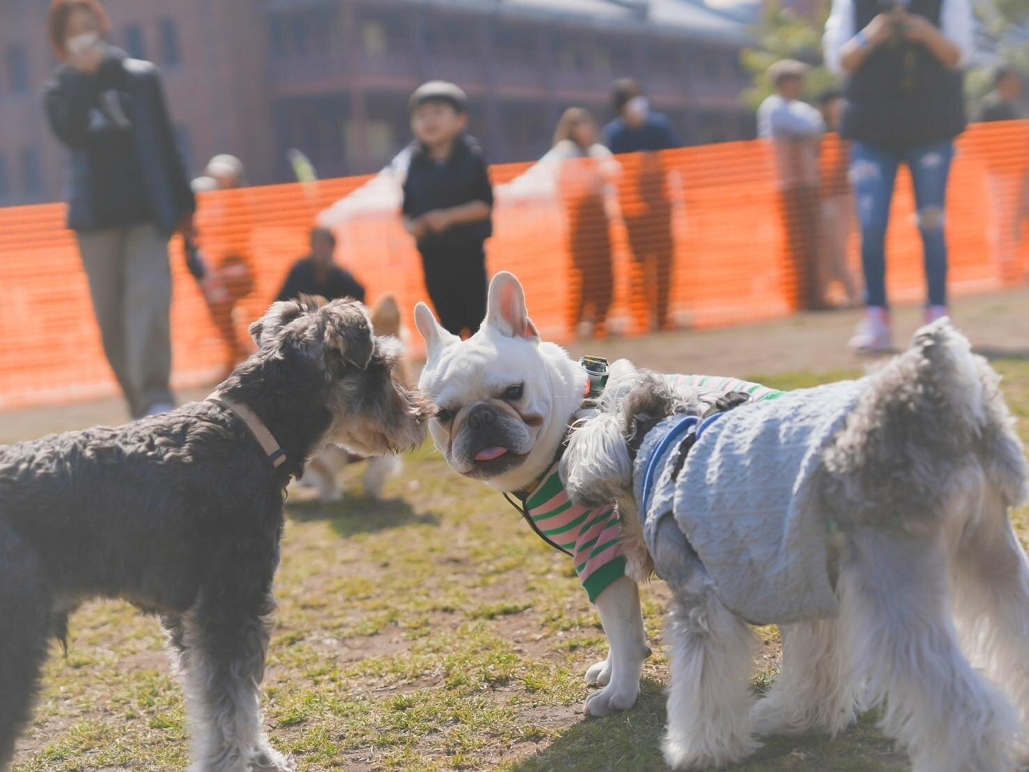 横浜みなとみらい「ベイウォークマーケット 2025」臨海部に様々な店舗出店、愛犬グッズやクラフトビール｜写真8