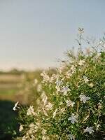 【保存版】シャネル N°5とは？“花からフレグランス”になるまで、歴史・製品の選び方Q&Aも｜写真10