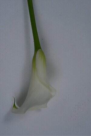 ケイタ マルヤマ(KEITA MARUYAMA) 2025-26年秋冬ウィメンズコレクション  - 写真1