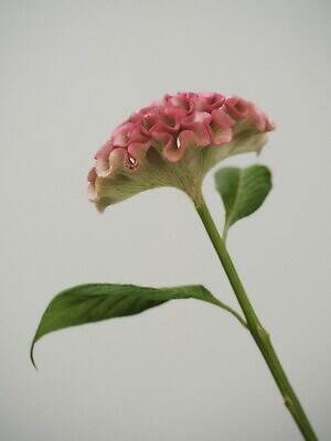 リラ(Lilas) 2025年秋ウィメンズコレクション  - 写真2