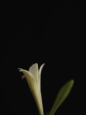 リラ(Lilas) 2025年秋ウィメンズコレクション  - 写真7